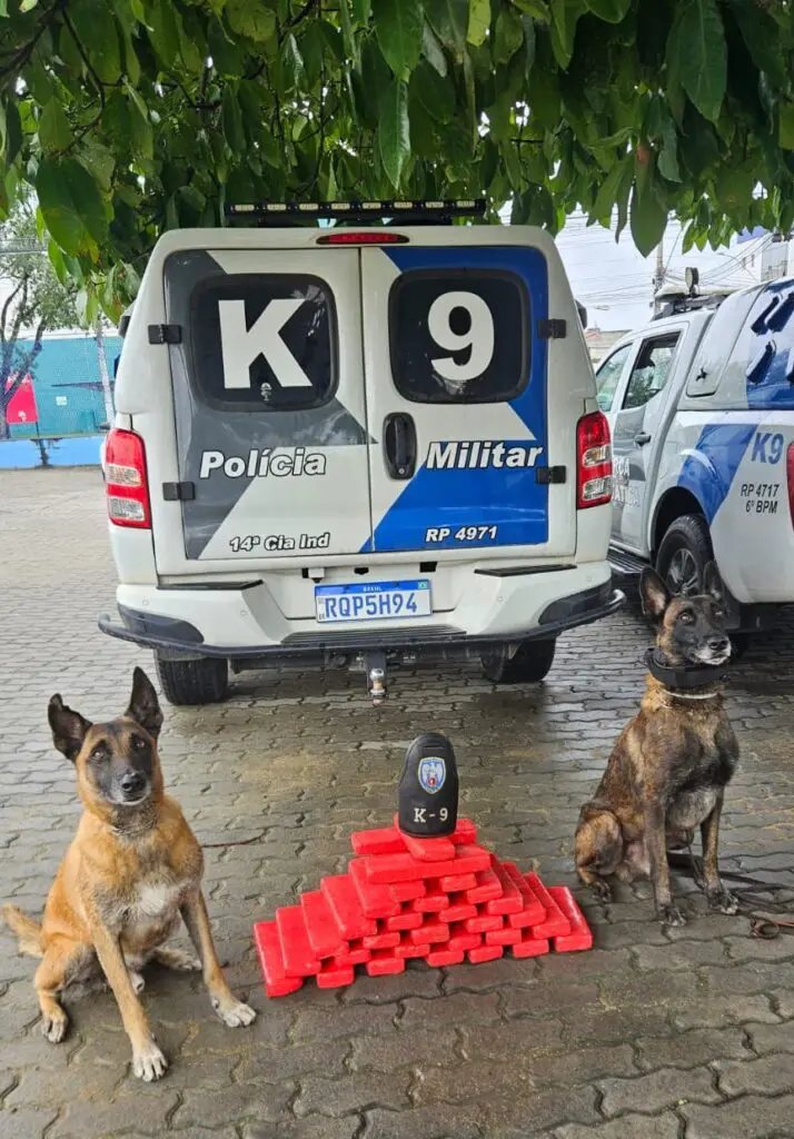 Dois cães farejadores da raça pastor-alemão, Apollo e Ajax, ao lado de cerca de 30 tabletes de maconha empilhados.