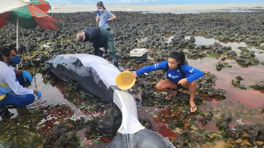 Resgate de filhote de baleia-jubarte em Manguinhos revoluciona protocolos de desencalhe no Brasil
