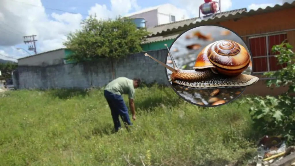 Vigilância Ambiental alerta para o perigo de infestação de caramujo africano na Serra