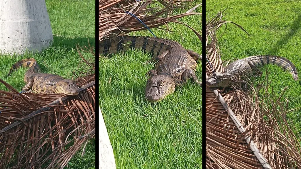 Aluno novo: jacaré é resgatado após ser flagrado passeando na área do IFES da Serra Jacaré foi resgatado pelo projeto Caiman dentro do IFES na Serra