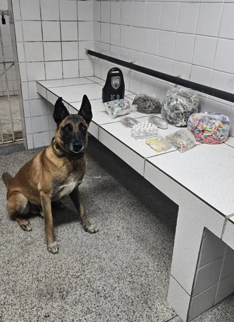 Sobre uma bancada diversas drogas sobre a bancada e ao lado um cão farejador da raça pastor alemão.