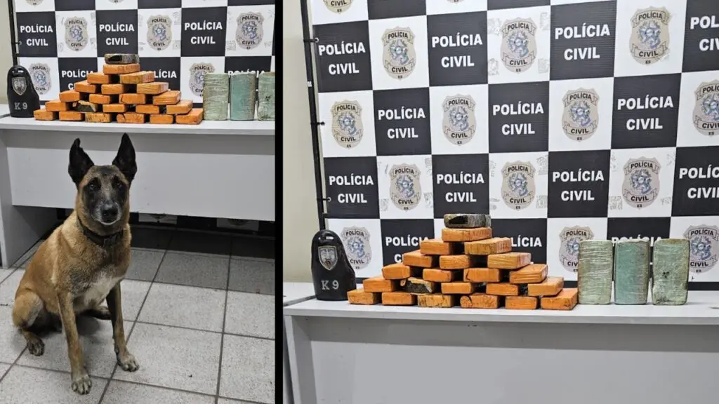 Dica quente do DENARC resulta na apreensão de 26 Kg de maconha em área de mangue da Serra Dica quente do DENARC resulta na apreensão de 26 Kg de maconha em área de manguezal da Serra