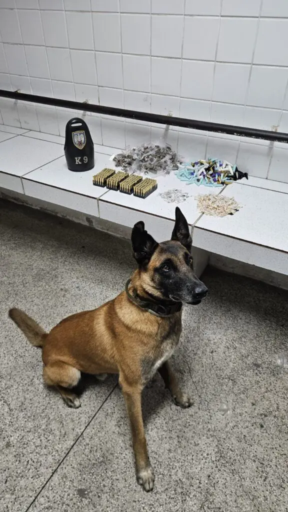 Equipe K9 e Apollo detonam depósitos subterrâneos de drogas durante ações em bairros da Serra