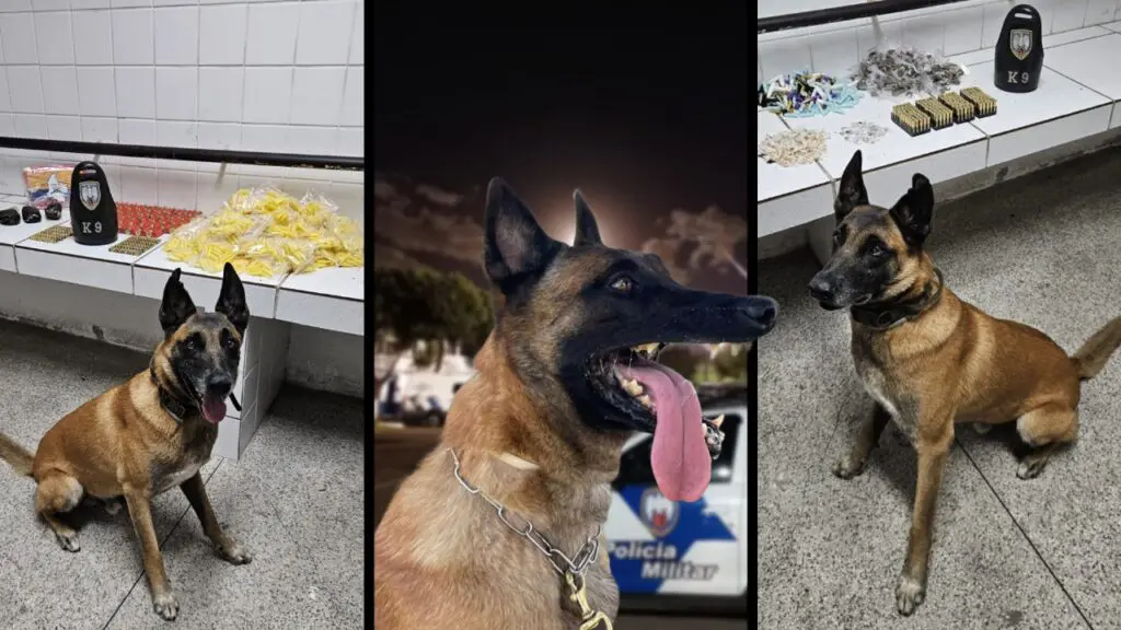 K9 encontra depósito de drogas e munições durante ações contra o tráfico na Serra Equipe K9 e Apollo encontram depósito de drogas e munições durante ações contra o tráfico de drogas na Serra.