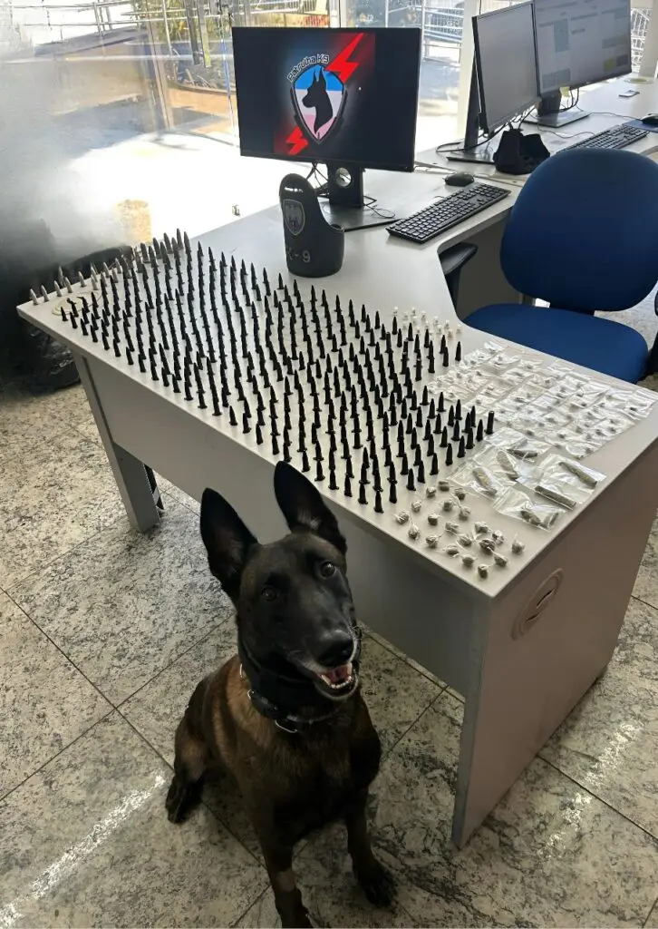 Imagem de um cão farejador da raça pastor alemão (Ajax), ao lado dos materiais apreendidos durante uma ocorrência no bairro de Boa Vista I.