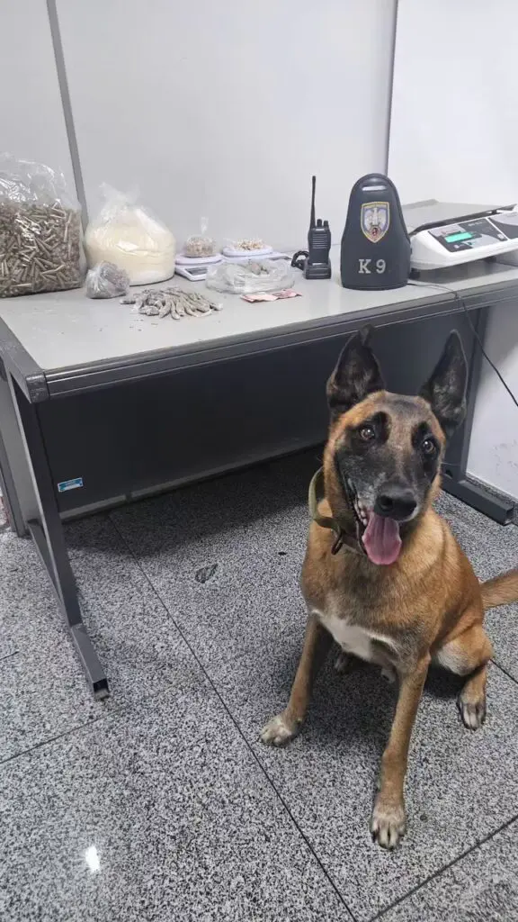 Um cachorro da raça pastor alemão (Apollo) especialista em farejar armas e drogas, ao lado dos materiais apreendidos durante a ocorrência.