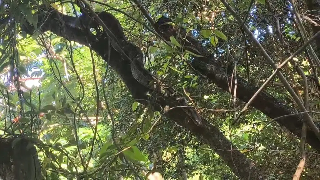 Cobra jiboia em árvore do quintal de sua casa próximo do Horto da Serra