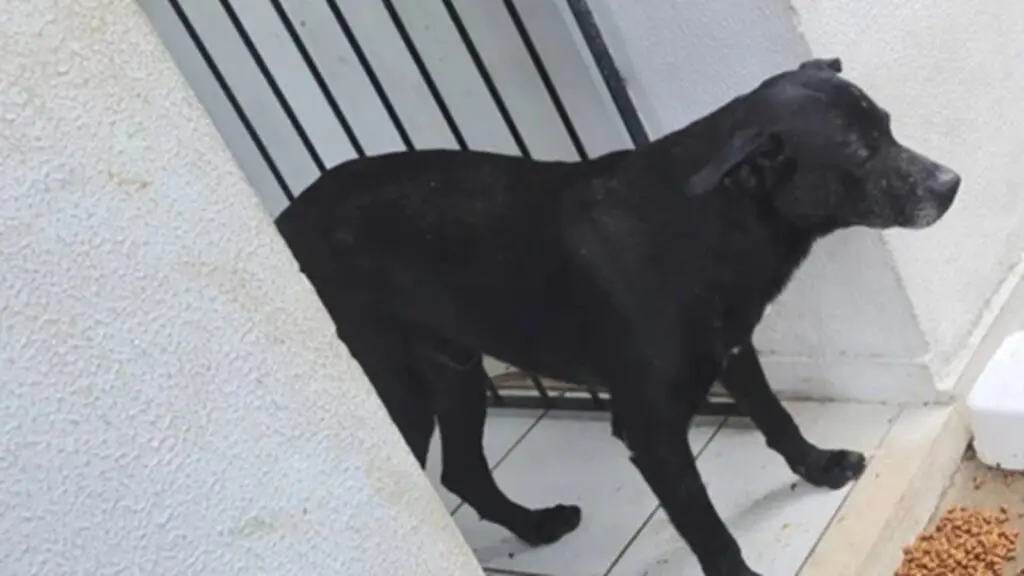 Cachorro 'Negão' era cuidado por moradores do bairro Valparaíso.