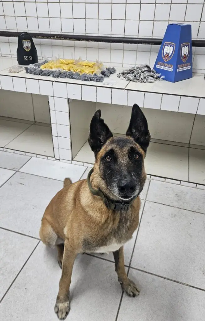 Foto de uma apreensão de drogas, em uma sala sobre uma bancada, com materiais de divulgação da Polícia Militar e Equipe K9, diversas drogas expostas: 244 buchas de maconha, 7 unidades de haxixe, 1.300 pinos de cocaína e 117 pedras de crack, e posando ao lado dos materiais um cachorro da raça pastor alemão, treinado para farejar drogas e armas.