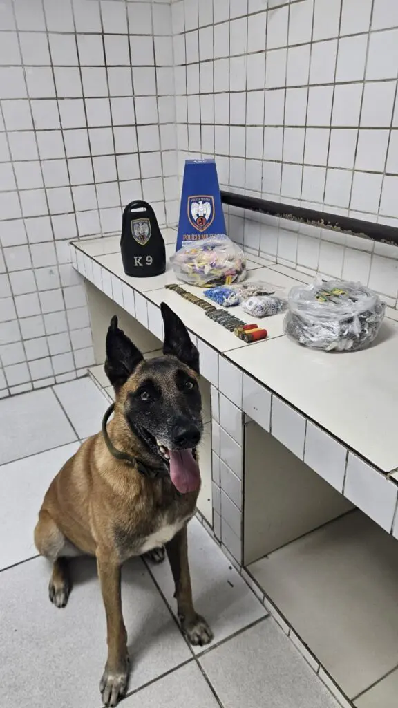 Cão farejador Apollo ao lado de uma bancada com drogas e munições apreendidas durante uma ocorrência.