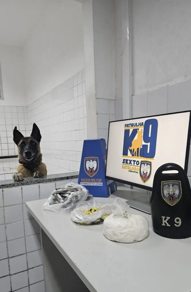 Cão farejador Apollo ao lado de uma mesa com diversos materiais apreendidos sobre uma mesa durante uma ocorrência.