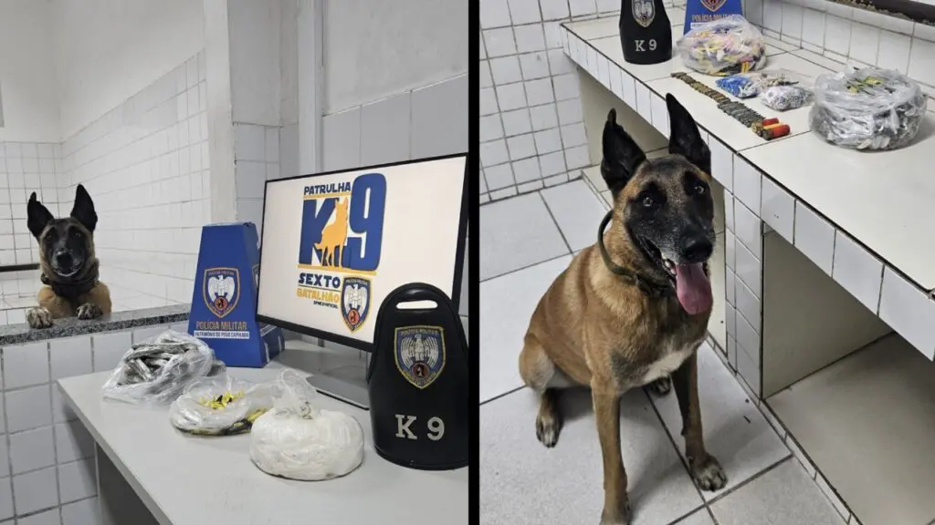 Equipe K9 do 6º BPM realiza grandes apreensões com apoio do cão Apollo na Serra
