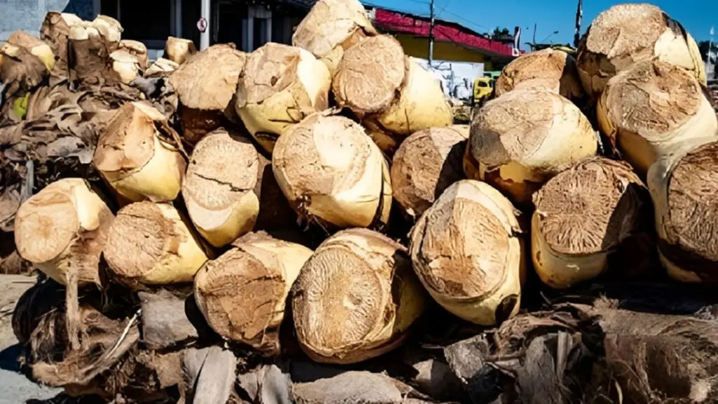 Veja onde encontrar palmitos à venda na Serra