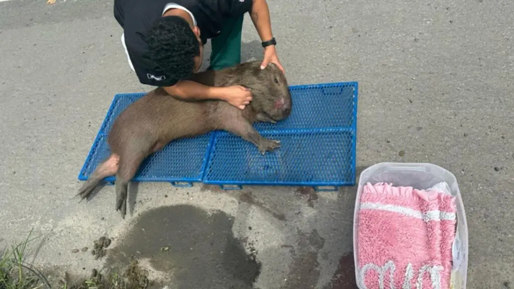 Capivara atropelada na Serra é resgatada e transferida para tratamento em Aracruz