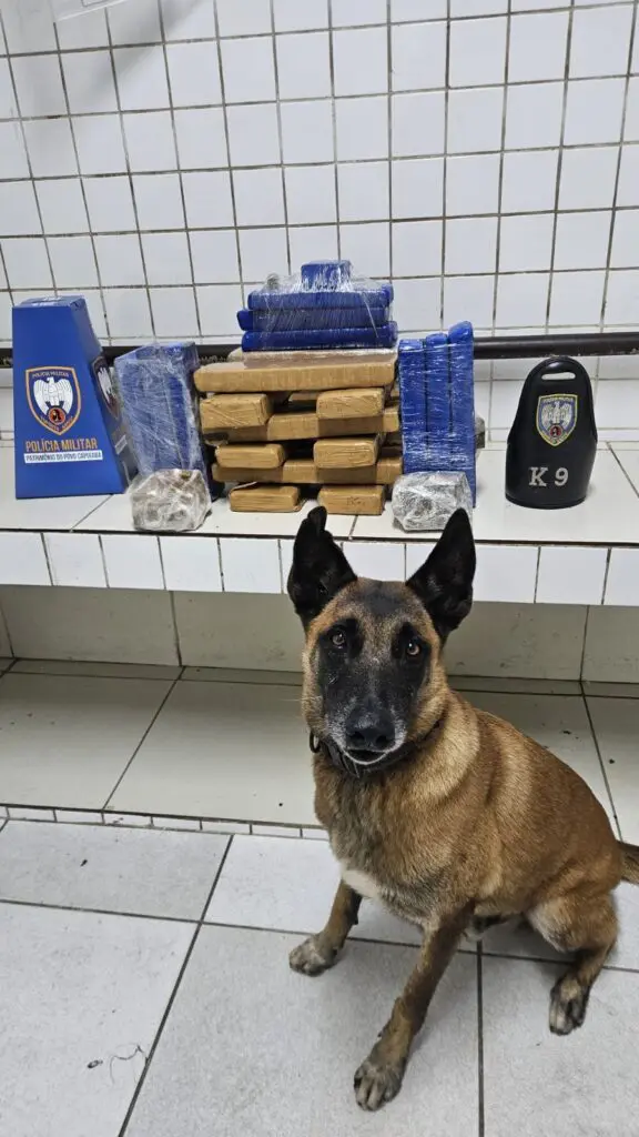 Imagem de um cão farejador da raça Pastor Alemão, chamado de Apollo ao lado das drogas apreendidas pela Polícia Militar.