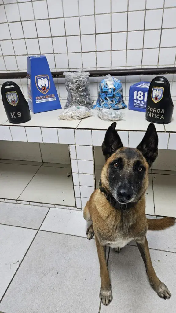 Imagem de um cachorro da raça pastor alemão chamado Apollo ao lado de um banco com diversas drogas apreendidas, durante uma ação da PM.