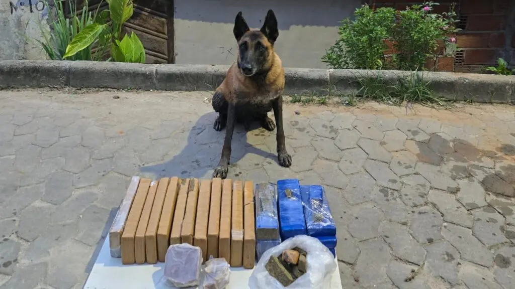Equipe K9 arrocha biqueira do Pantanal e encontra 18 kg de maconha Cão da PM encontra drogas enterradas em brejo da Serra