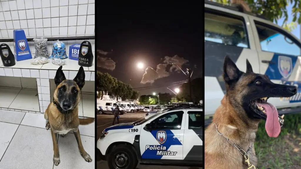 Polícia Militar apreende grande quantidade de drogas com auxílio de cão farejador na Serra Apollo na área: PM apreende grande quantidade de drogas em escadaria na Serra