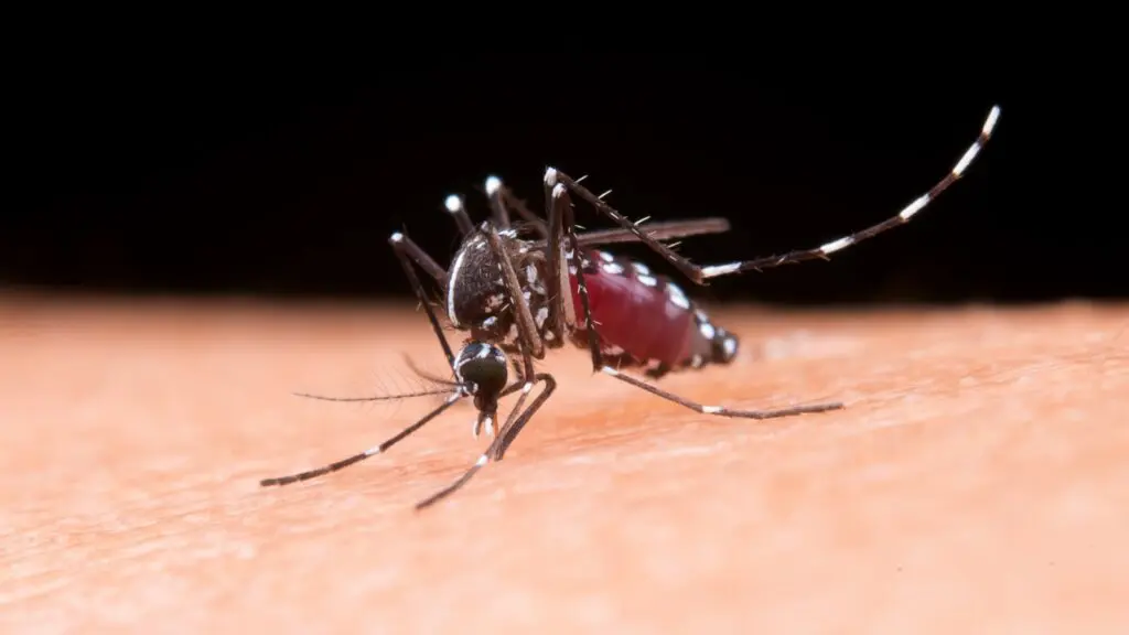 Serra registra queda de mais de 60% nos casos registrados de dengue em 2025