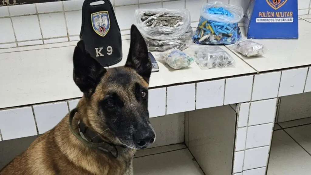 Ação com cão farejador resulta em apreensão de drogas na Serra