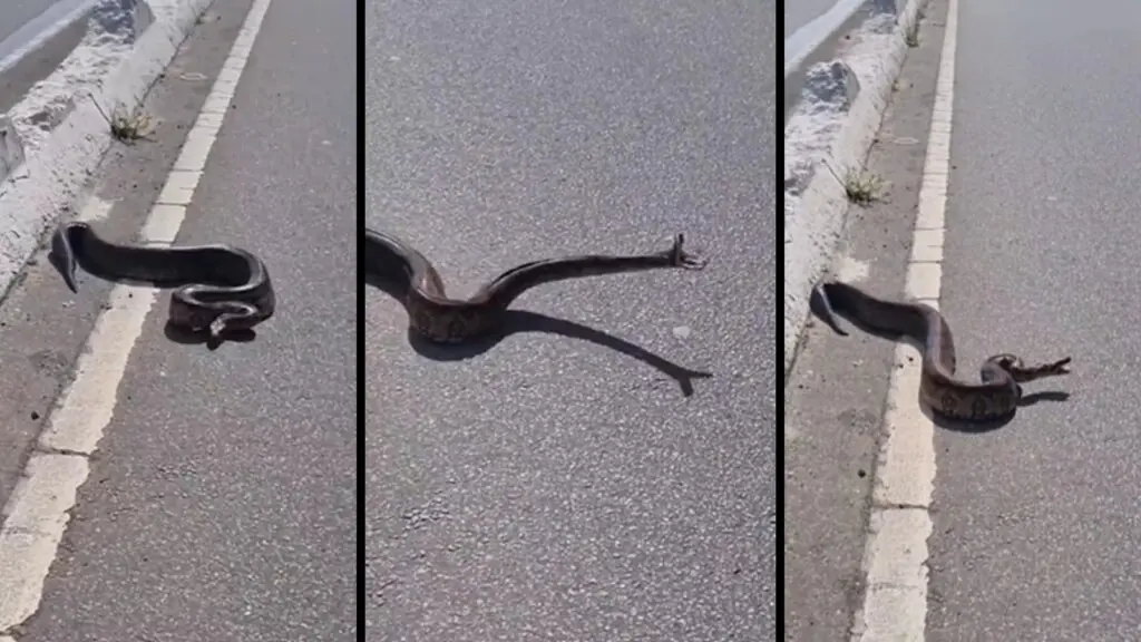 Vídeo: jiboia aparece no asfalto da Rodovia Norte-Sul na Serra Jiboia solta no asfalto assusta motoristas na Avenida Norte Sul na Serra