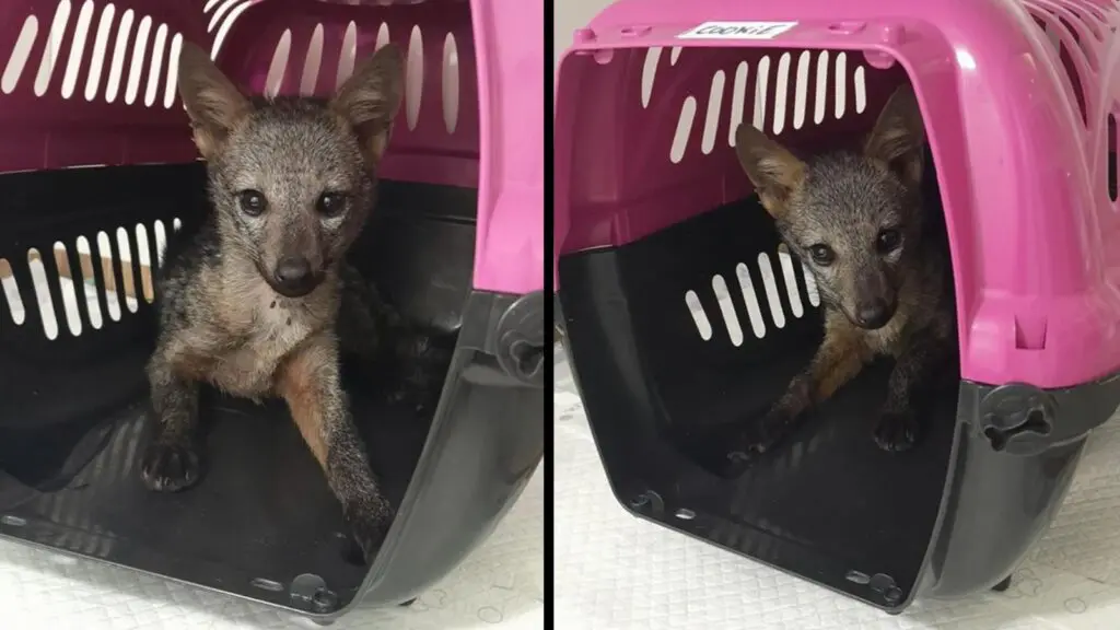 Filhote de cachorro-do-mato é resgatada às margens da BR-101 na Serra Filhote de Cachorro-do-Mato é resgatado às margens da BR-101 na Serra