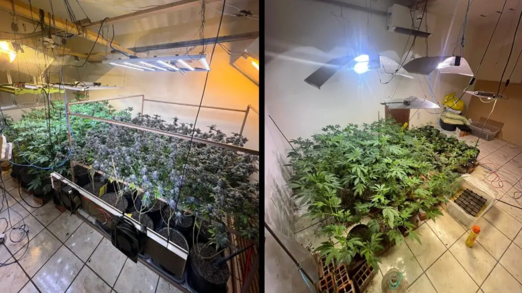 Polícia Militar encontra mega plantação com quase 90 pés de maconha em Jacaraípe Laboratório de maconha é descoberto em canil na Serra