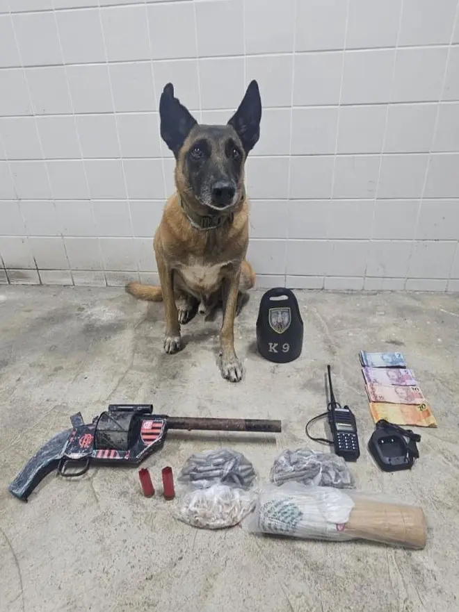 Imagem de um cão farejador ao lado de uma arma calibre 12 e drogas apreendidas durante uma ocorrência.