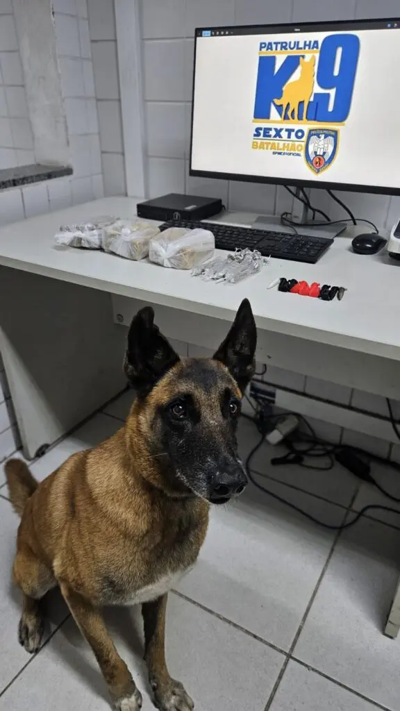 Um cachorro da raça pastor alemão, ao lado de uma mesa com 25 buchas de maconha, 13 pinos de cocaína e 3.