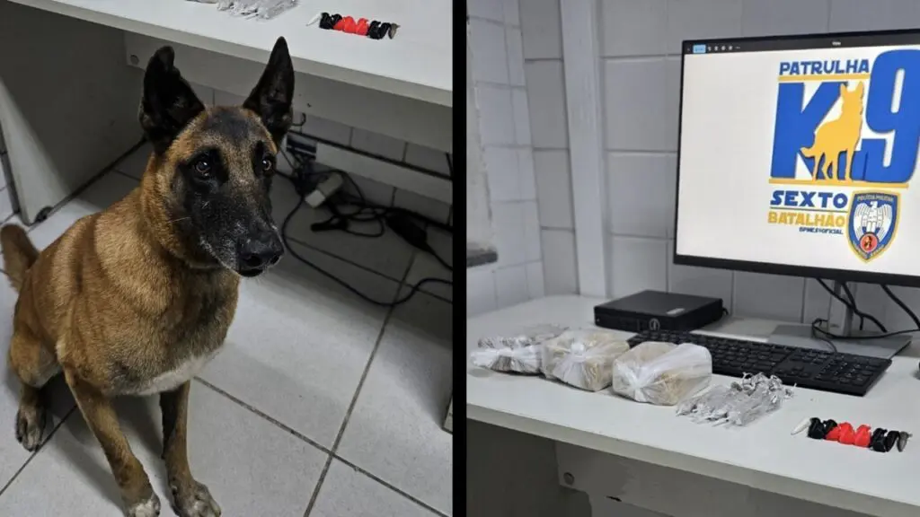 Polícia Militar apreende mais de 1,5 kg de drogas submersas em área pantanosa na Serra Polícia Militar apreende mais de 1,5 kg de drogas submersas em área pantanosa na Serra.