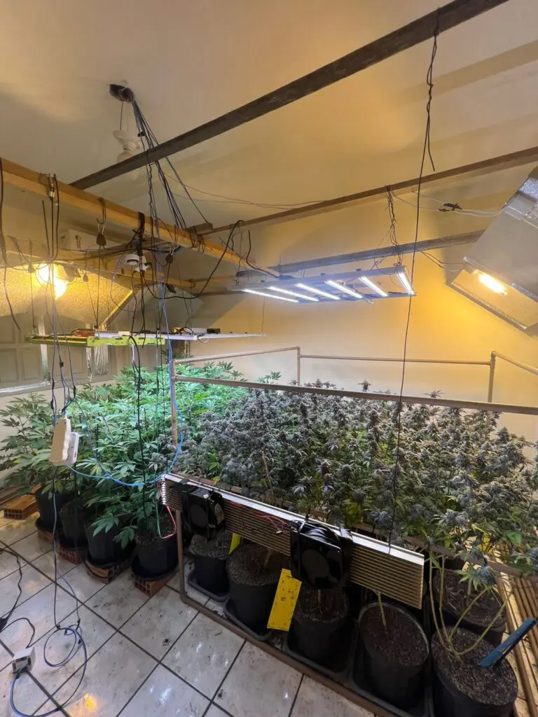 Imagem de uma sala usada como estufa com uma plantação de maconha no meio do local.