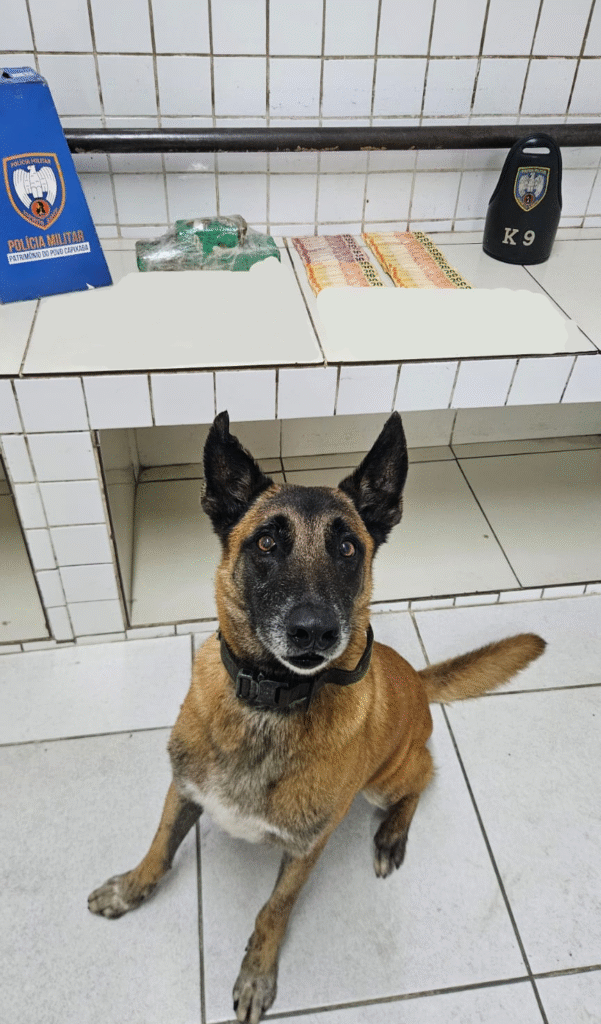 Drogas são encontradas em área pantanosa da Serra