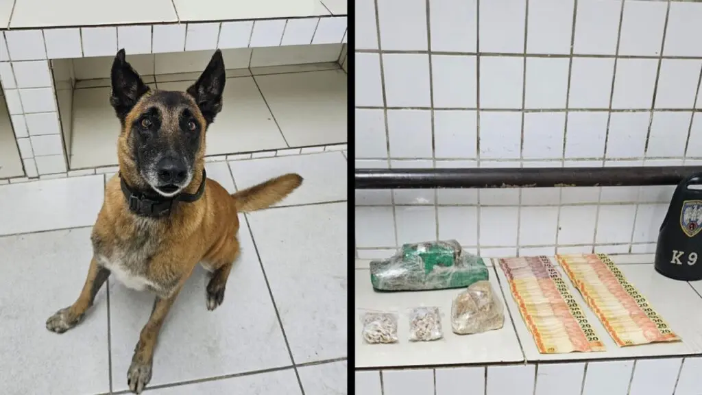 Drogas são encontradas em área pantanosa da Serra