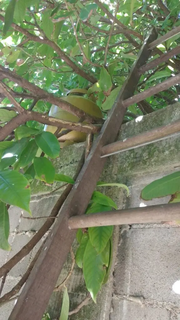 Imagem de um muro com uma escada de madeira encostado nele e um botijão de gás sobre o muro.