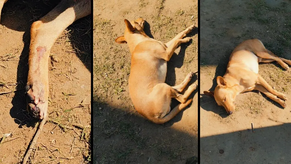 Vídeo: cachorro atropelado aguarda socorro e moradores cobram ajuda da prefeitura da Serra Cachorro atropelado na Serra aguarda socorro e moradores pedem ajuda do projeto Arca da prefeitura