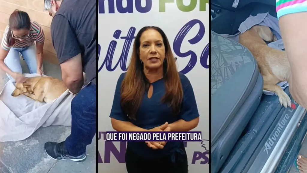 Deputada resgata cão atropelado e denuncia omissão da Prefeitura da Serra em atender aos animais feridos