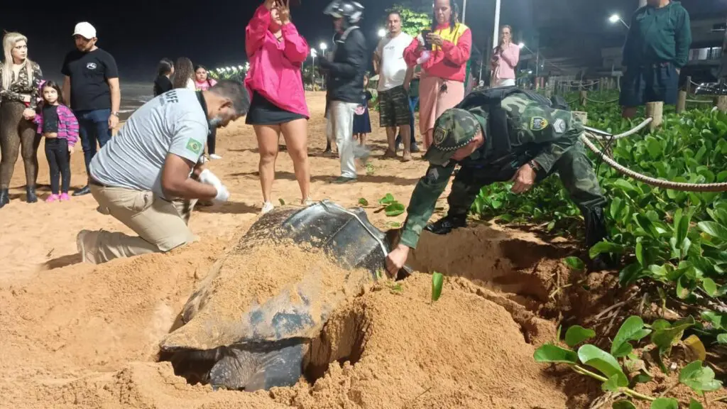 Tartaruga-gigante ameaçada de extinção é vista na areia da praia de Jacaraípe
