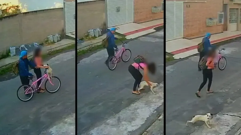 Polícia Civil pede ajuda para localizar casal responsável por abandonar cachorro na Serra Polícia Civil pede ajuda para localizar casal responsável por abandonar cachorro em rua da Serra
