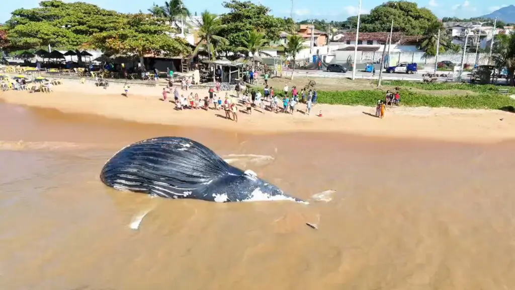 Baleia-jubarte é encontrada morta na praia de Bicanga, na Serra