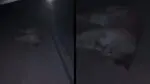Onça-parda morre atropelada na pista do Contorno do Mestre Álvaro