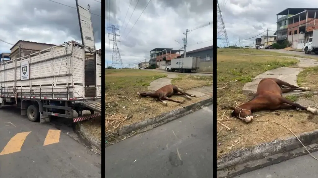 Cavalo morre durante tentativa de recolhimento forçado da prefeitura em Jardim Tropical