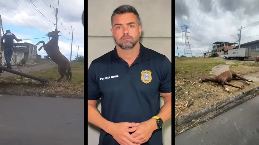 Delegado Leandro Piquet anuncia investigação sobre morte de cavalo durante recolhimento no bairro José de Anchieta, na Serra