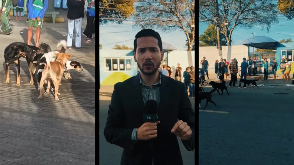 Pais denunciam presença de cães no pátio da Escola Municipal Sônia Regina, em Serra Dourada I