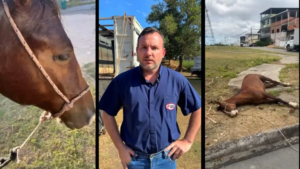 Empresa que recolheu cavalo em José de Anchieta afirma que morte do animal foi uma fatalidade