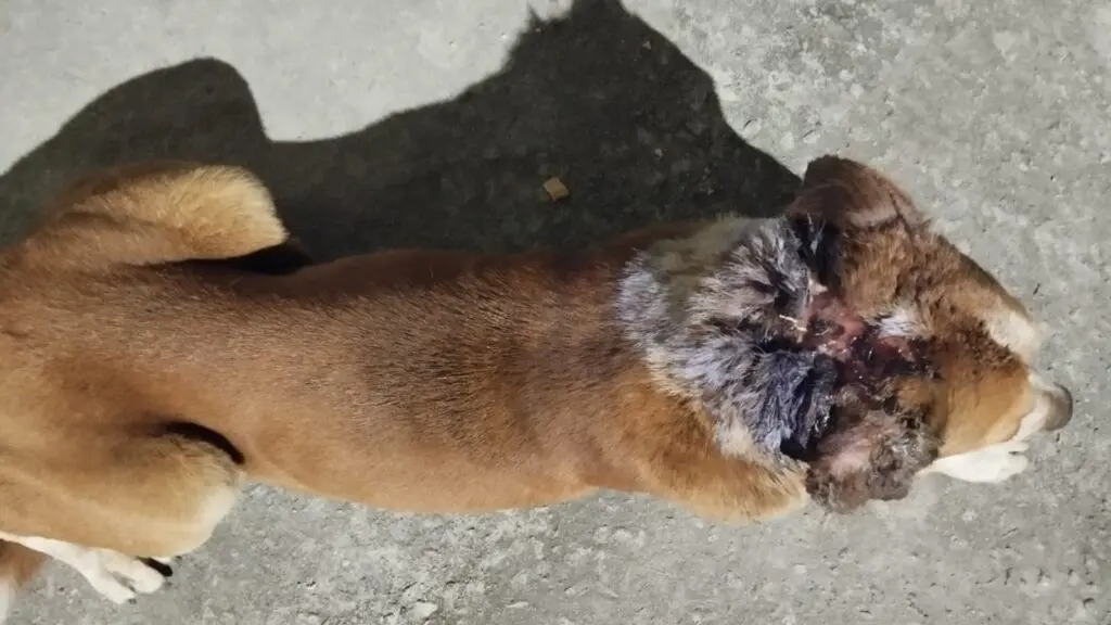 Moradores pedem socorro por cachorro ferido sem resgate na Serra