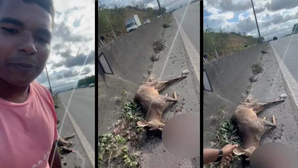 Cervo morre após ser atropelado no Contorno de Vitória Cervo atropelado na rodovia do Contorno do Mestre Álvaro, na Serra.