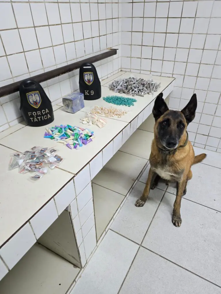 Cão farejador Apollo ao lado dos materiais apreendidos que estão sobre uma bancada (um tablete de maconha pesando cerca de 600 gramas, 335 porções de maconha, 198 unidades de haxixe, 149 porções de cocaína e 188 pedras de crack).