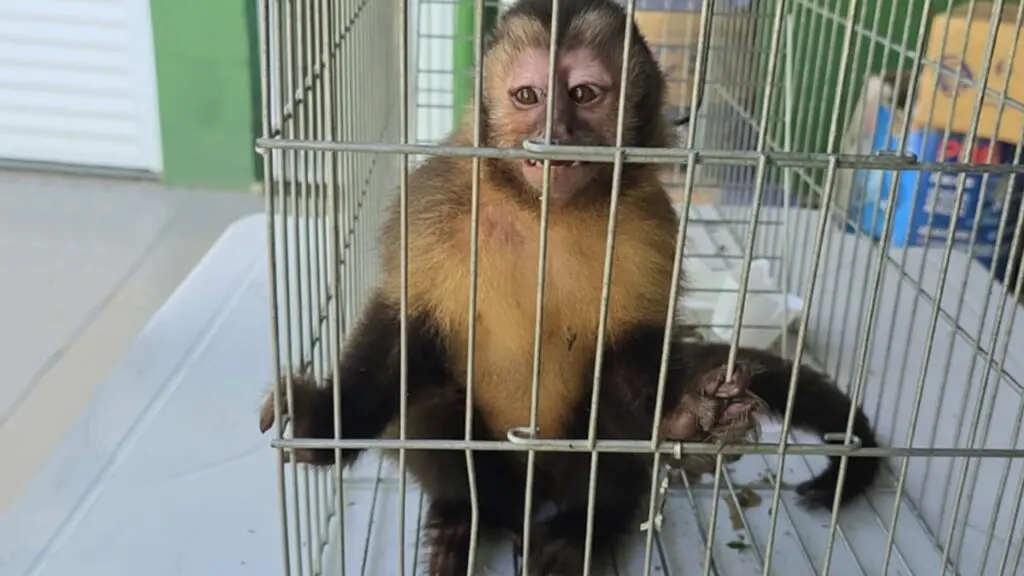 Fiscalização ambiental resgata macaco-prego em casa na Serra.