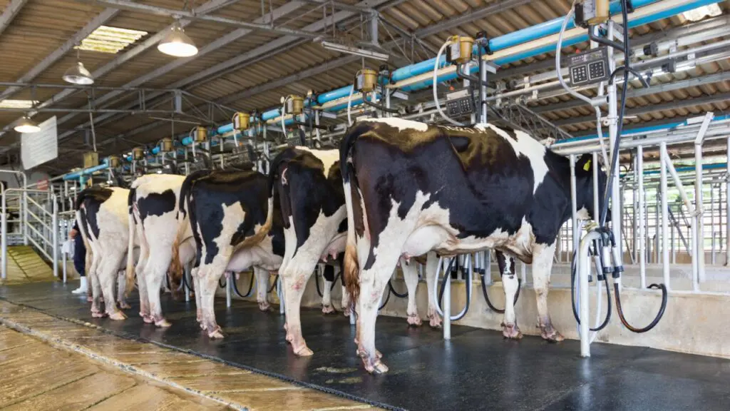 Prefeitura da Serra abre inscrições para curso gratuito de manejo de ordenha mecânica