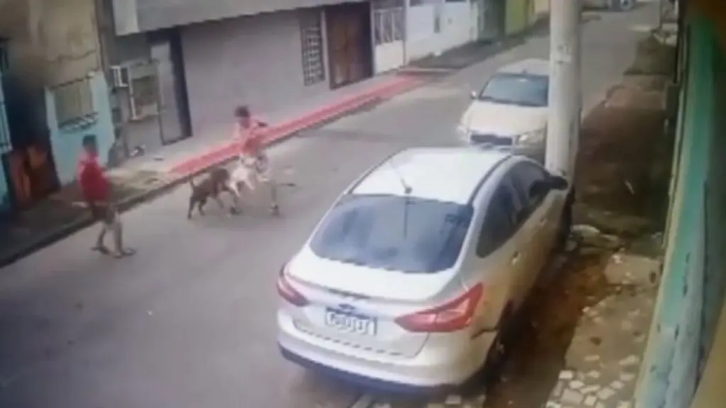 Vídeo: Câmera flagra ataque de pitbull contra mulher e seu cachorro durante caminhada na Serra